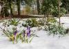 Crocus and Snowdrops